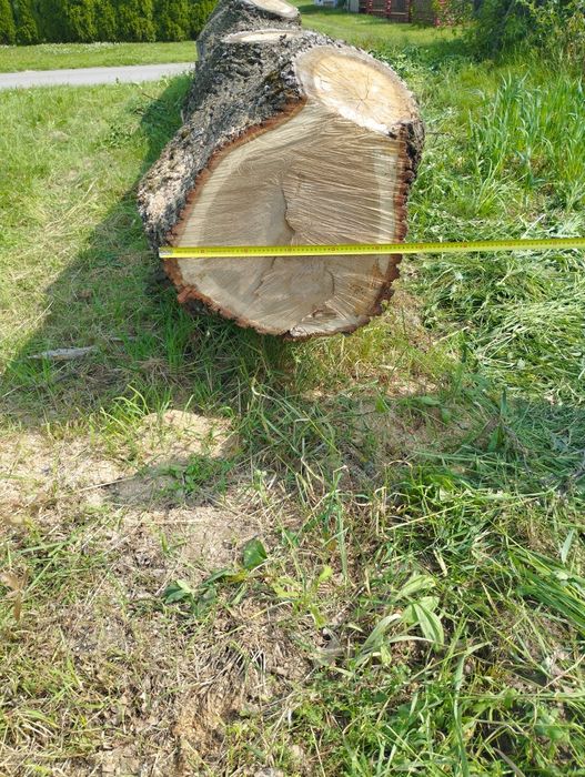 Dąb kłoda  dłużyca