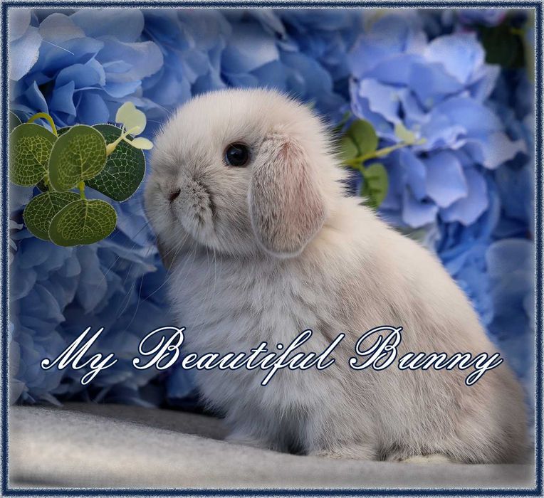 Młody Piękny Króliczek 100% mini Lop - Perła