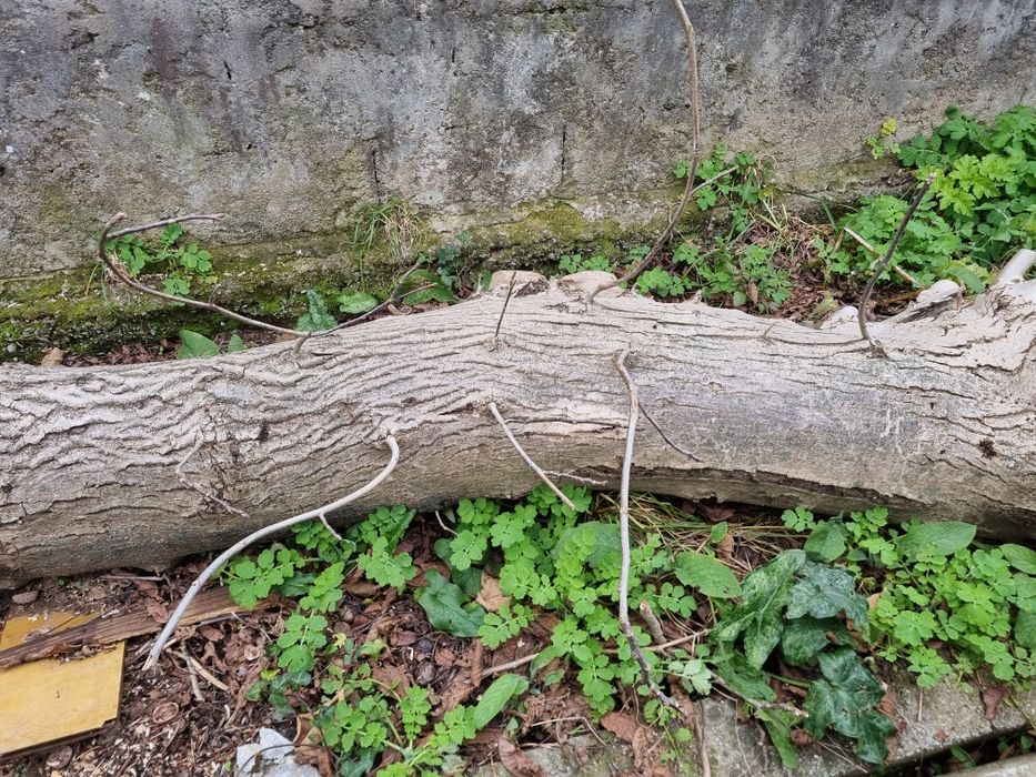 Vendo Tronco Nogueira