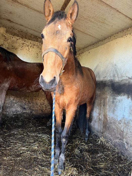 Lusitana  pais puris