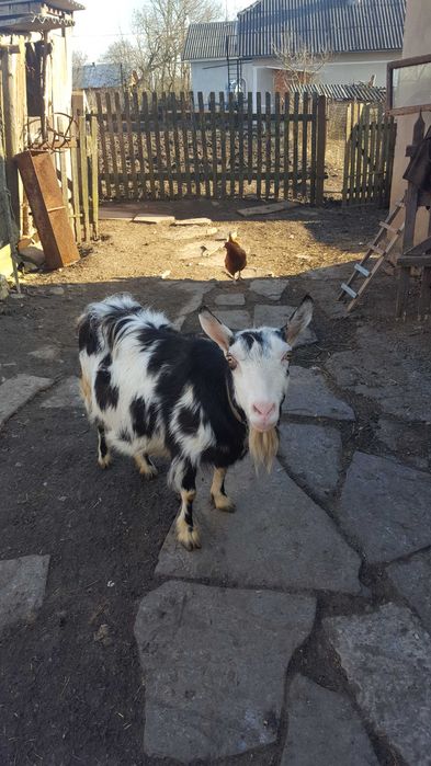 Продається коза дійна