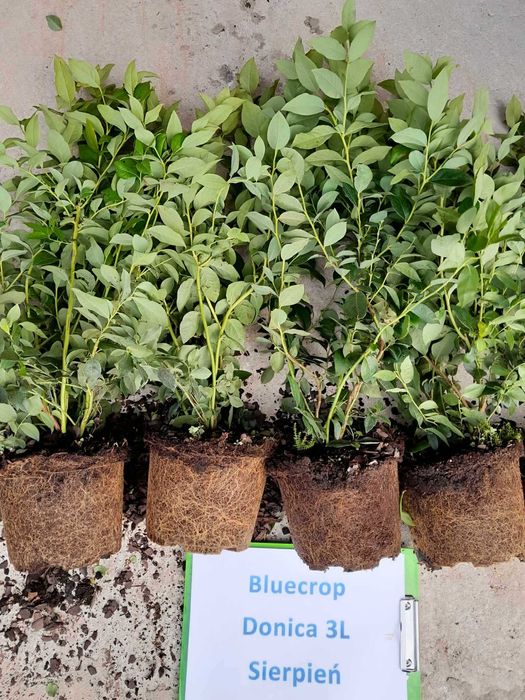 6. Borówka Amerykańska Bluecrop 3 lata donica 3l Premium