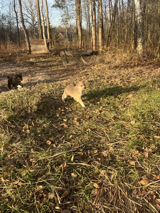 Західно сибірські лайки