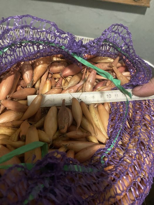 Продам цибулю тиканку довгу