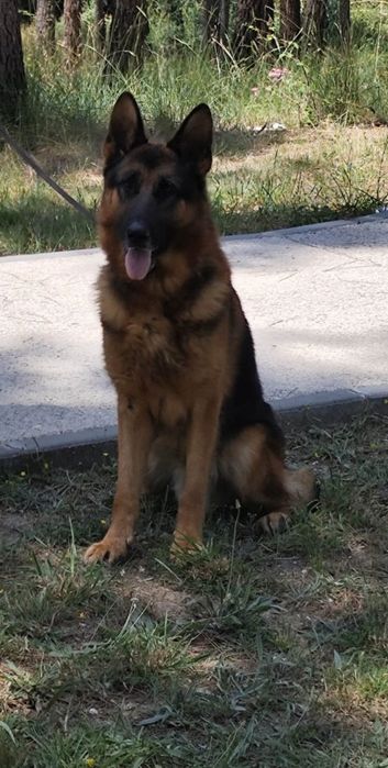 Pastor Alemão com lop