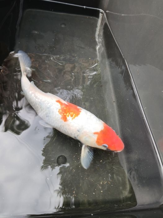 Carpa koi 35/40 cm