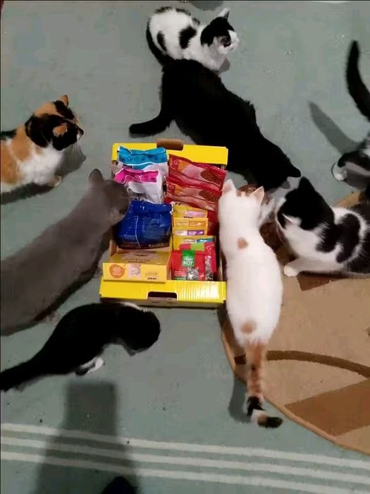 Коти, тварини, безкоштовно