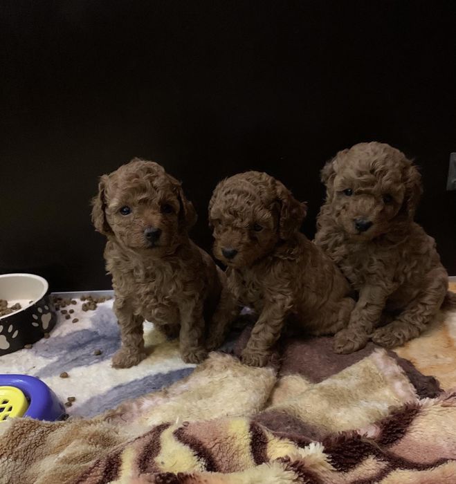 Вязка мальчик той пудель