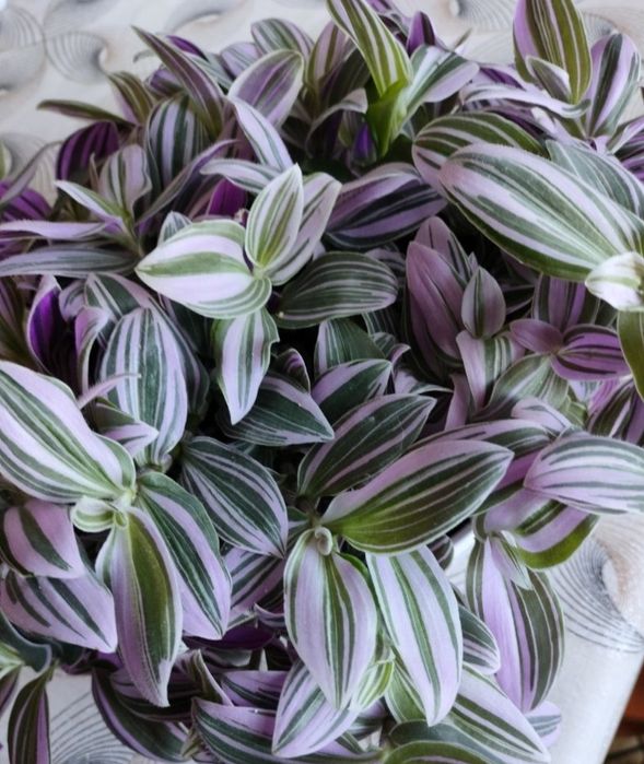 Trzykrotki callisie zebriny