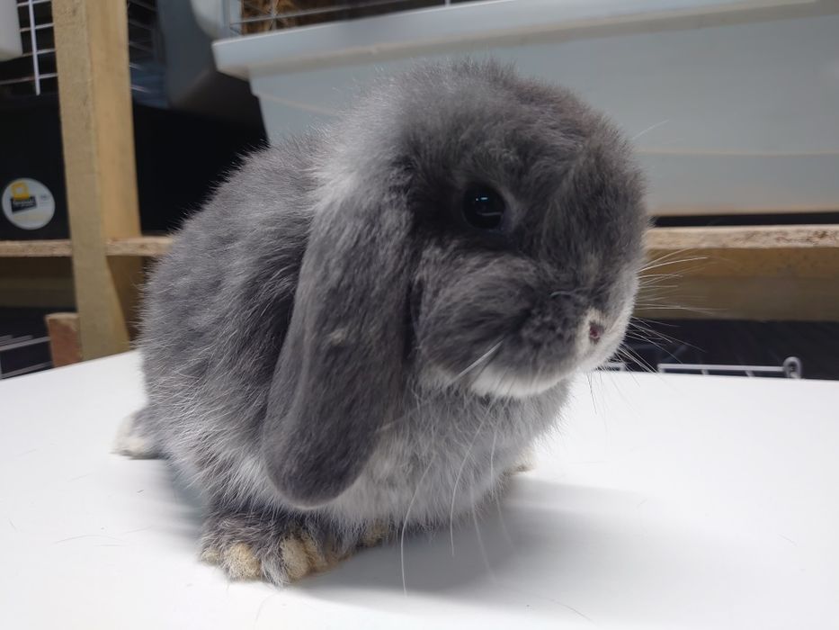 Króliki Mini -Lop  Blue Fox