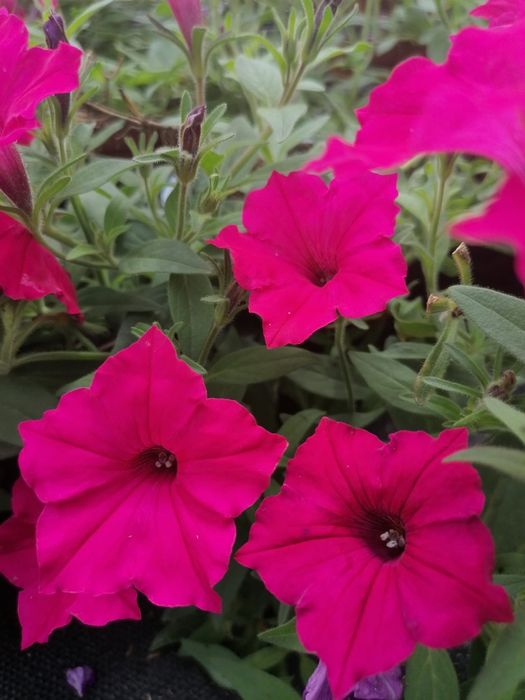 Supertunia Vista i MiniVista, duże sadzonki w doniczkach 0,8L