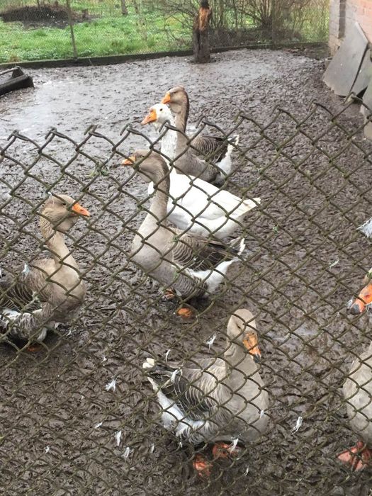 Гуси домашні великі