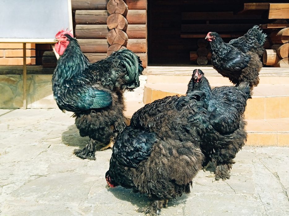 Продам сім'ю чорного кохінхіна