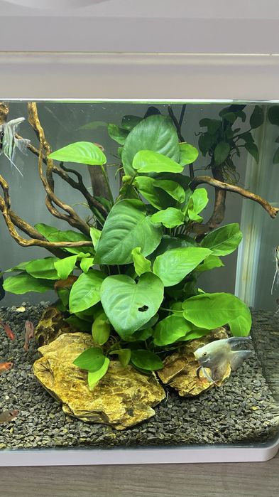 Akwarium Invital  30l