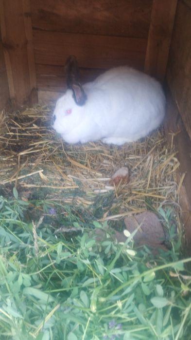 Sprzedam samice kotne