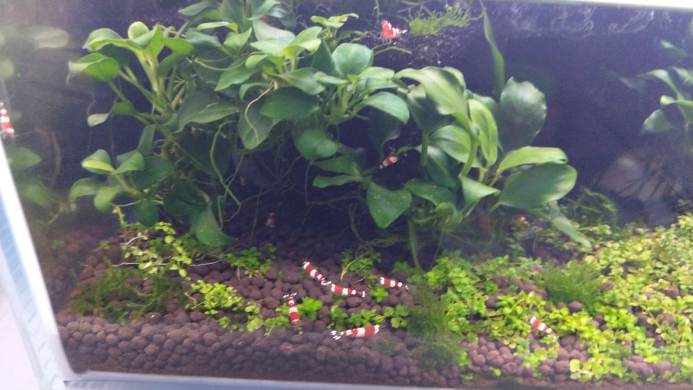 Paludarium Invital 45cm + Caridina cristal red akwarium krewetkarium i terrarium w jednym