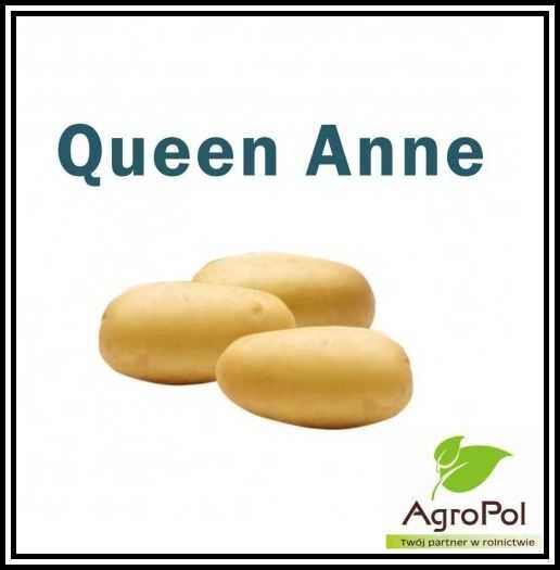 Ziemniak Sadzeniak QUEEN ANNE - Kwalifikowane Sadzeniaki Solana