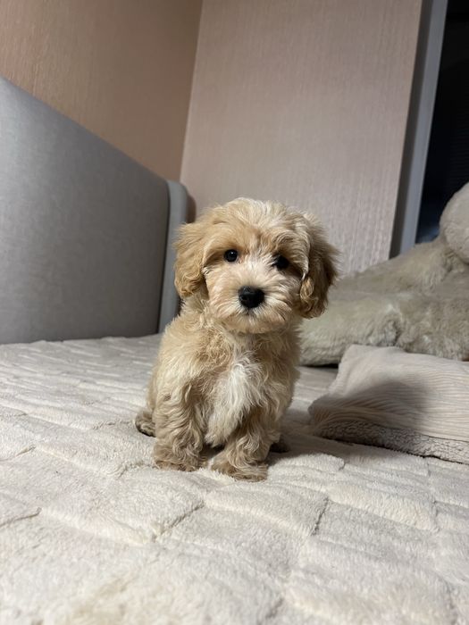 Хлопчик Мальтипу. Київ