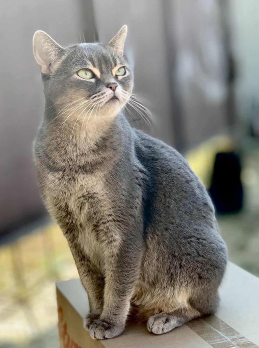 Британка Лилу 3 года