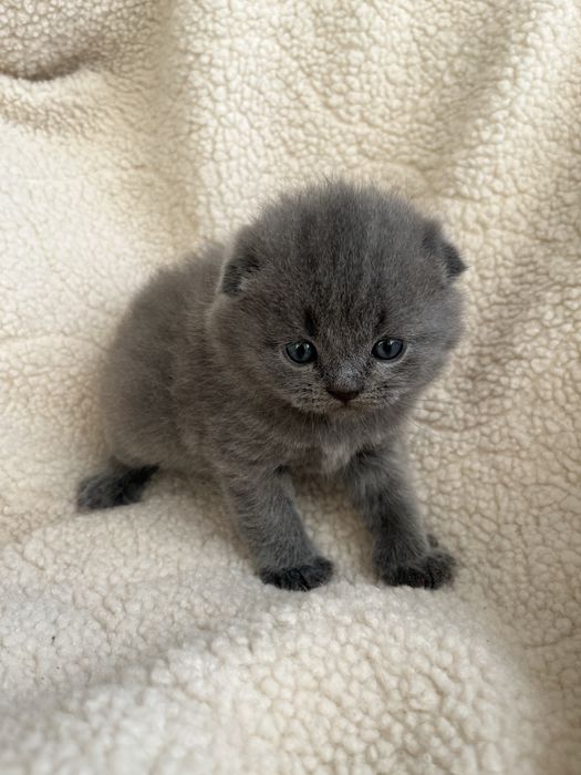 Британські кошенята