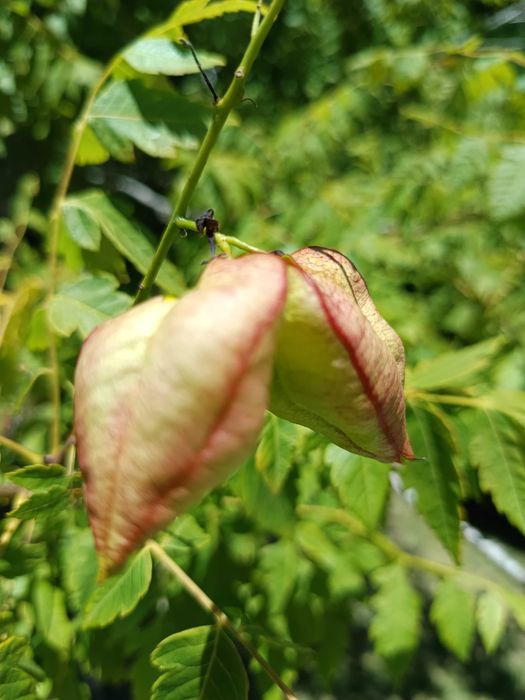 Coreutéria – Koelreuteria paniculata