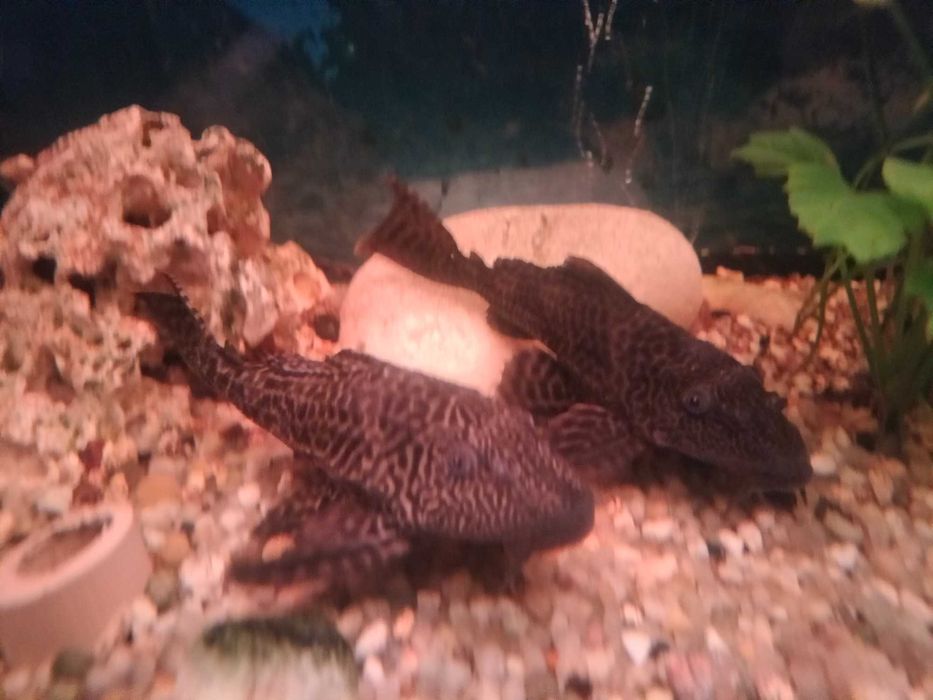 Plecostomus 18 e 20 cms
