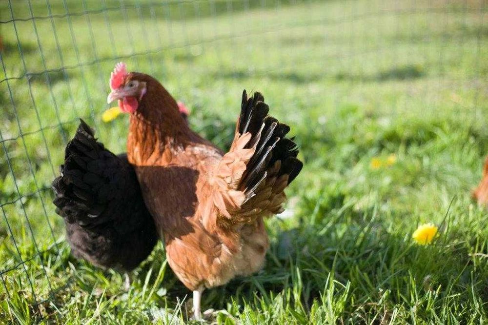 Kury nioski Rosa brązowa dowóz gratis