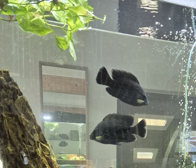 Tilapia Zebra Heterotilapia