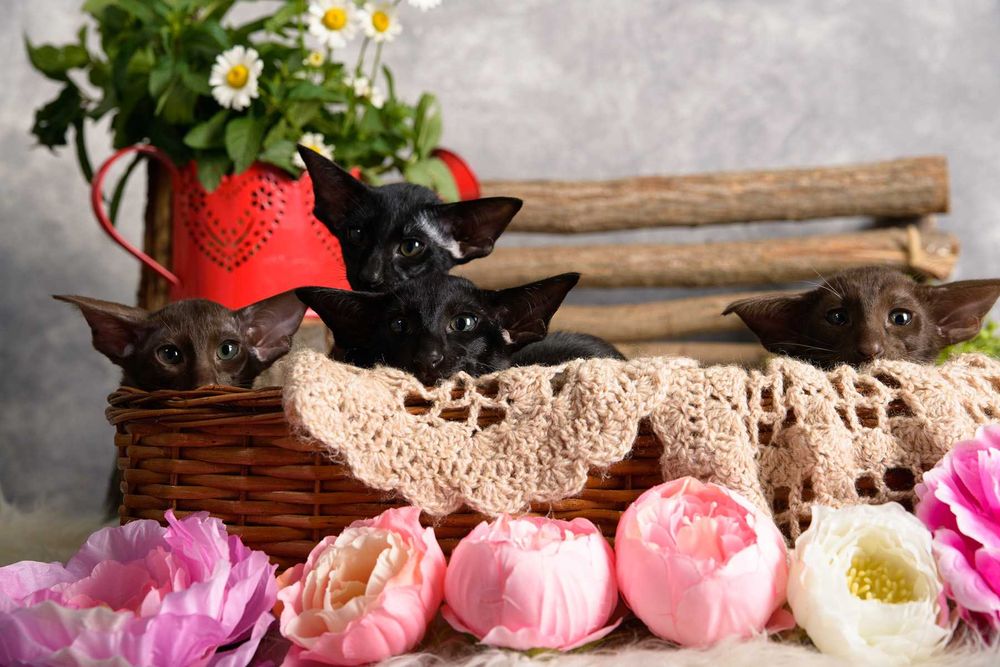 Ориентал, котята шоко и черные