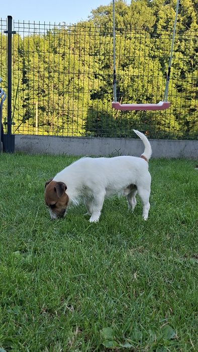 Pies Jack Russel Terier