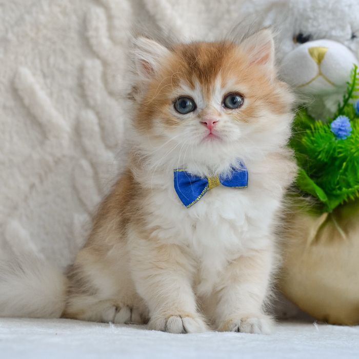 Довгошерстий золотий котик