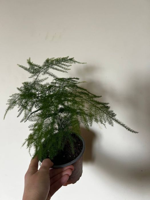 аспарагус драцена спатифіллум сингоніум епіпрнмніум