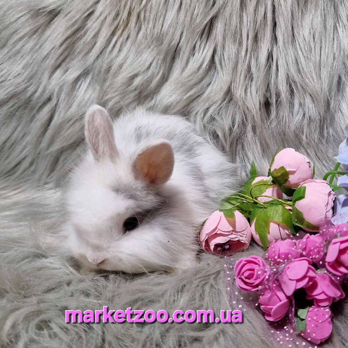 Продається кролик Lionhead | | 1 місяць | Мармуровий окрас