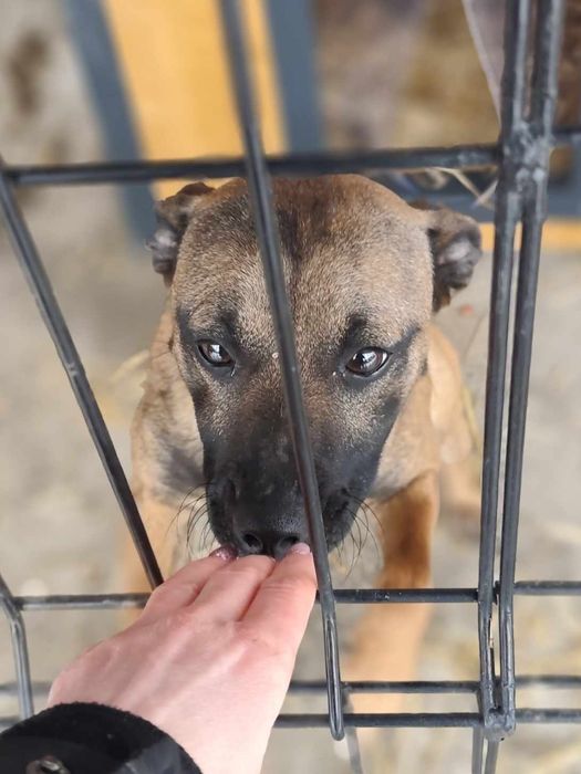 Pilne ! Remik błaga o dom...