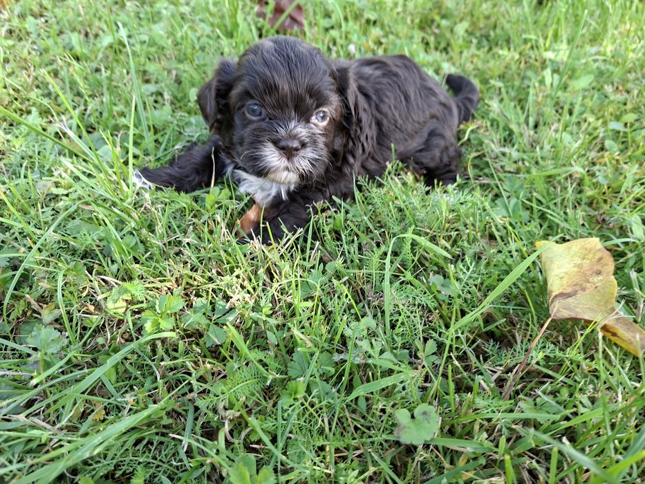 Shih-tzu piesek czekoladowy