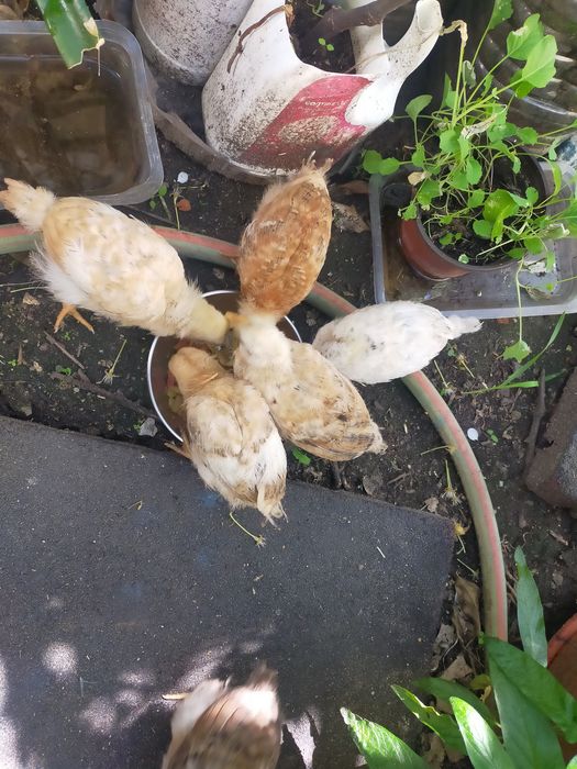 Vendo pintos alimentados com alimentação biológica