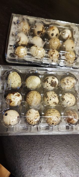 Ovos codorniz caseiros