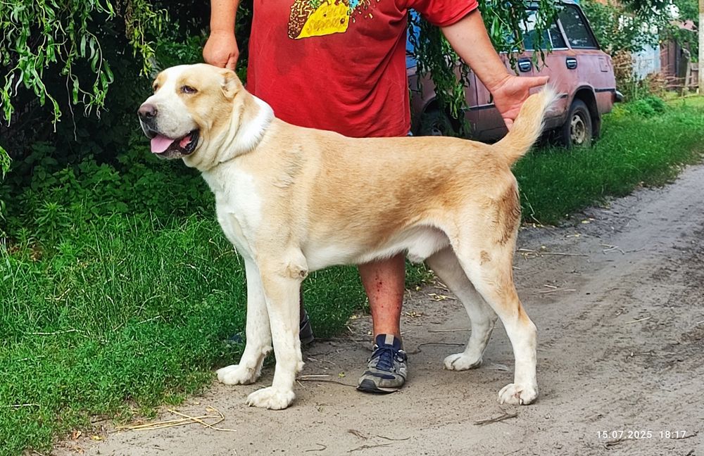 Алабай молодой кобель