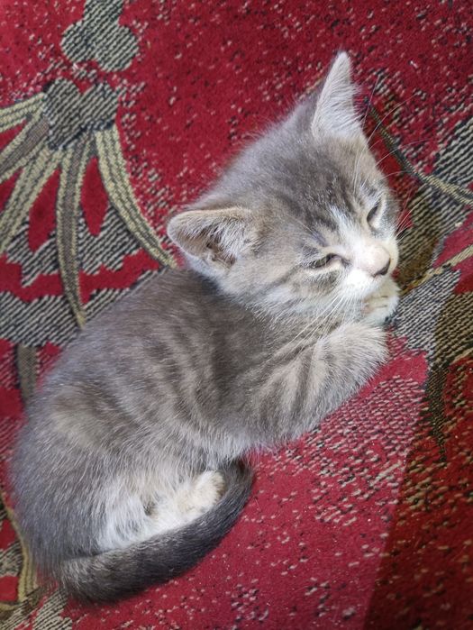 кошенята безкоштовно