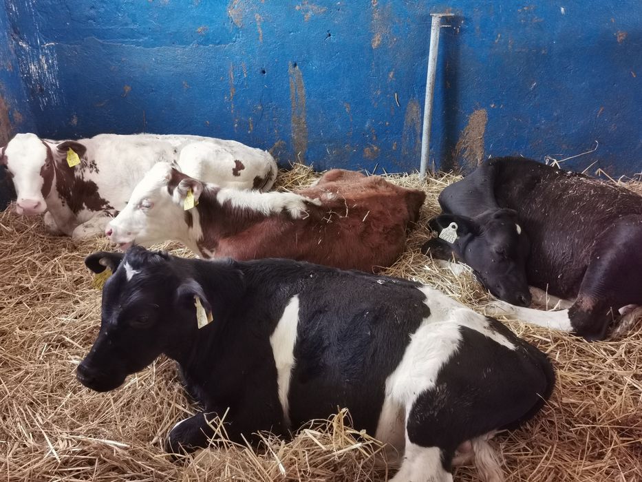 Byczki startery samodzielne mięsne