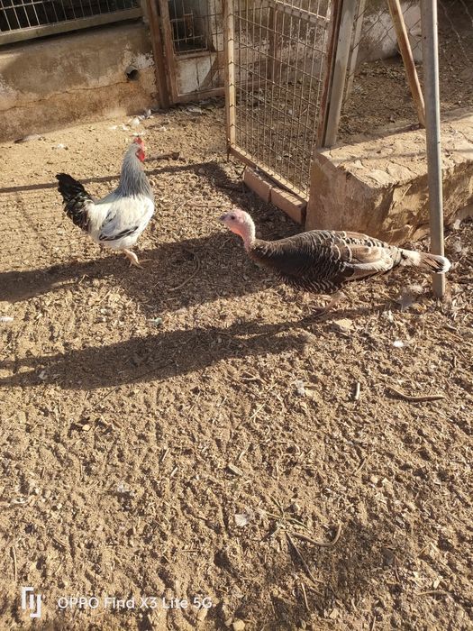 Animais da quinta e ovos biológicos.