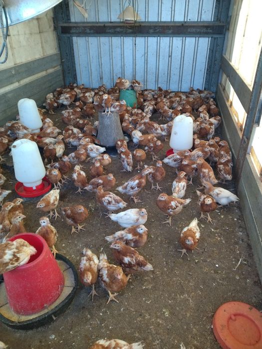 Galinhas de Raça poedeira