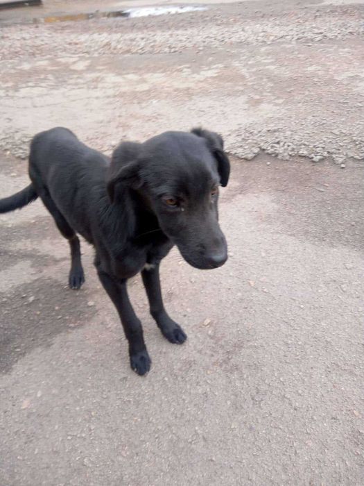 Porzucony na przystanku roczny Diament czeka na dom