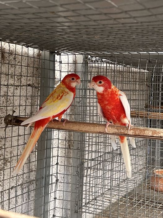 Roselas Opalinas e Rubinas