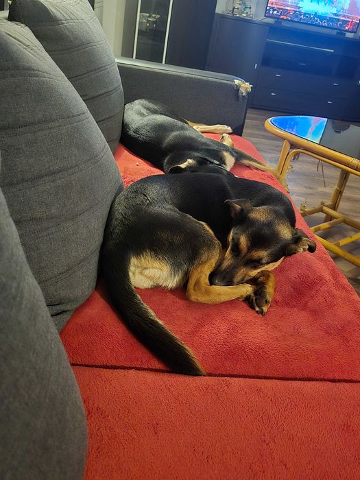 Ogłoszenie- ZAGINĘŁY 2 PSY