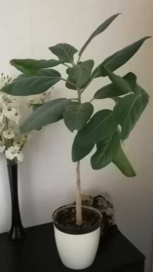 Фикус бенгальский (Баньян)