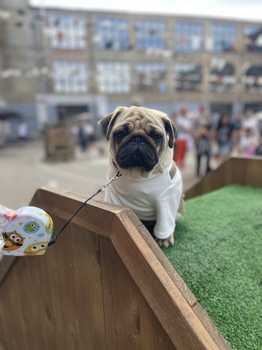 Мопс цуценя хлопчик КСУ документи п-к Голден Пак