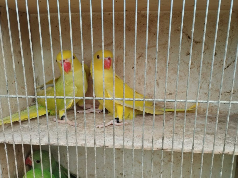 Papugi aleksandretty samice po DNA 2025