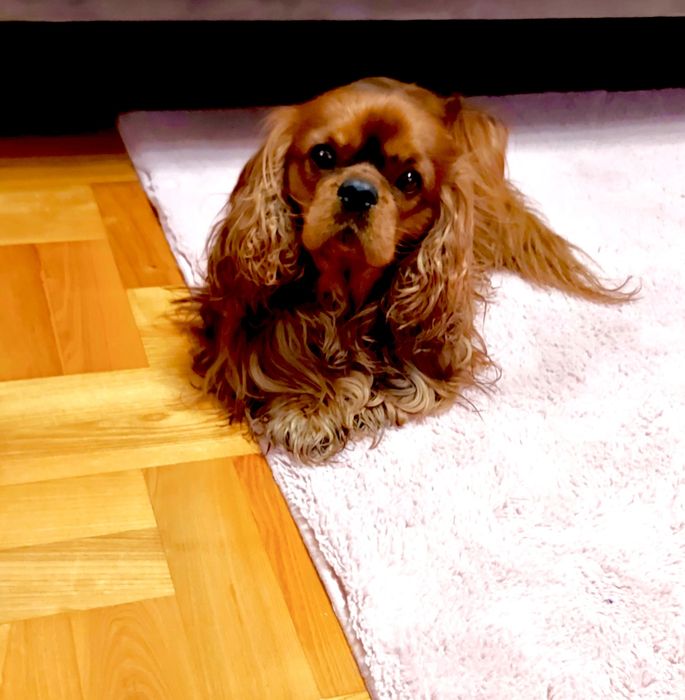 Cavalier King Charles Spaniel