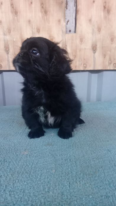 Pequenez mini macho